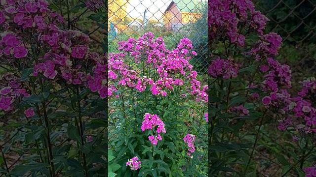 "Ауреоле"- флокс, непохожий на флокс #сад #цветы #дача смотреть онлайн