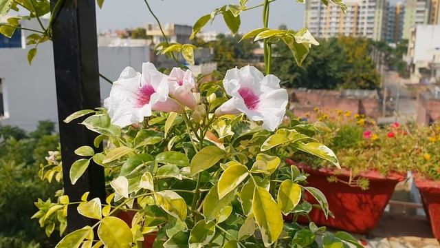 Tecoma - Best Flowering Plant || Care and Propagation of Tecoma Plant || Fun Gardening смотреть онлайн