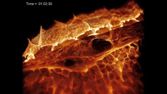 Ученые впервые записали 3D-видео живых клеток в организме смотреть онлайн