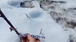 Обрезка вишни в первый год посадки.