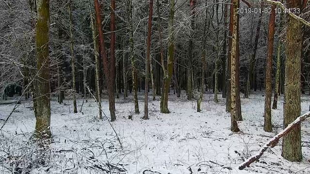 Portal Puszcza TV - Transmisja Na żywo - Online - Kamera #1