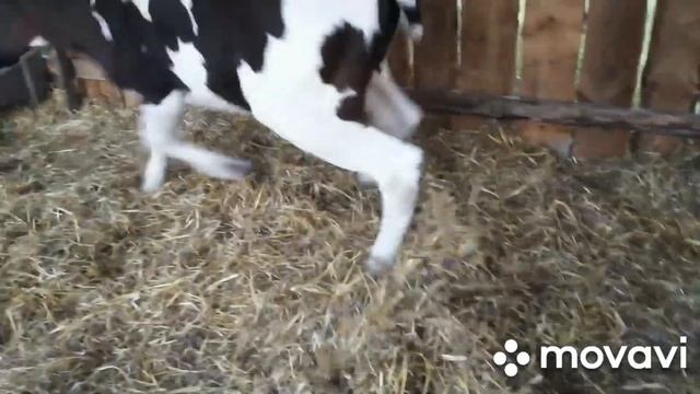 БЫК БОДАЕТСЯ //ЗАГОН ДЛЯ БЫКОВ// ОТКОРМ БЫЧКОВ смотреть онлайн