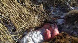 Браконьеры (2) .