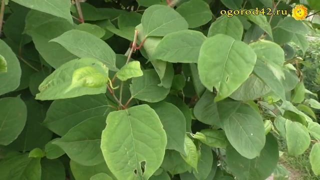 Сахалинская гречиха - великанша смотреть онлайн