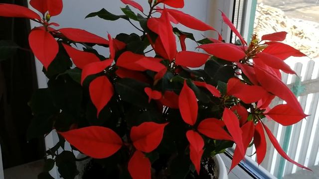 Рассказовская меринос. Немного о кавказской пряже. смотреть онлайн