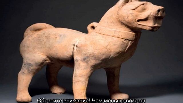 Сколько живут шарпеи в домашних условиях смотреть онлайн
