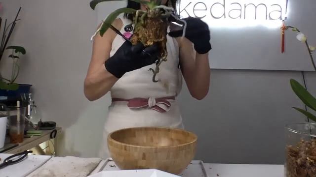 Kokedama! Live - Episode 12 - Impromptu, orchids, and turtles смотреть онлайн