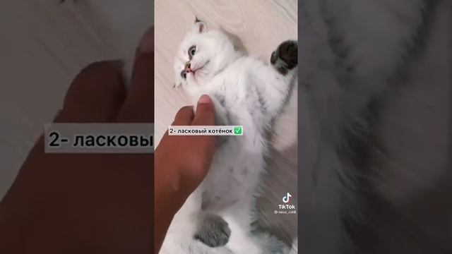как из котëнка вырастить воспитанную кошку смотреть онлайн