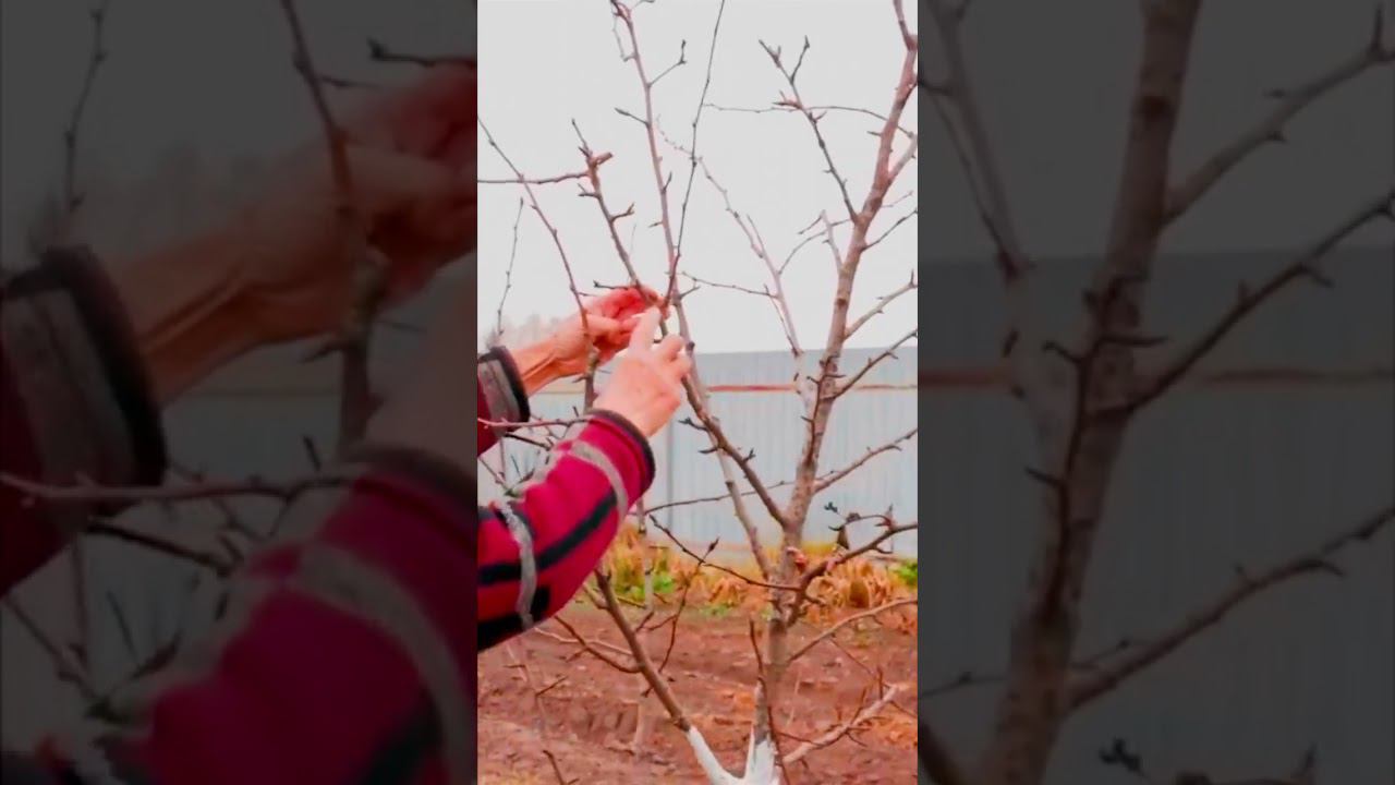 какие бывают приросты смотреть онлайн