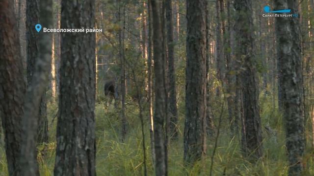 Лоси сбрасывают рога, а бобры на реке Оккервиль готовятся к зиме. Свежий выпуск «Лесных новостей» смотреть онлайн