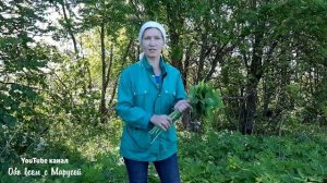 100 ПРИЧИН ПОЛЮБИТЬ СОРНЯК ВАШЕГО ОГОРОДА СНЫТЬ ОБЫКНОВЕННАЯ