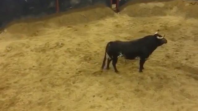 Toros de la ganadería Algarra La Capitana arrinconados en espectacular armonía смотреть онлайн