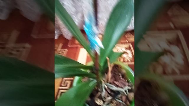 Феррара зацвела впервые после реанимации, также растит корни смотреть онлайн