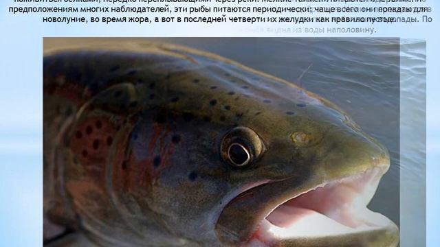 Кулинарное путешествие по миру