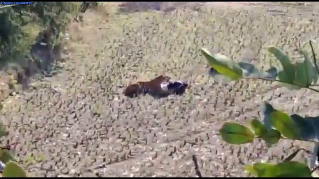 Мужчина выжил в лапах тигра, притворившись мертвым смотреть онлайн