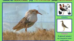 Турухтан. Голоса птиц