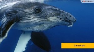 Видеоурок для классного часа «Морские млекопитающие»