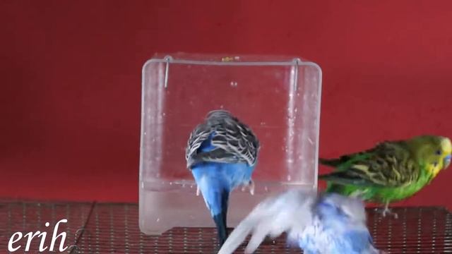 Волнистые попугаи. Купание. смотреть онлайн