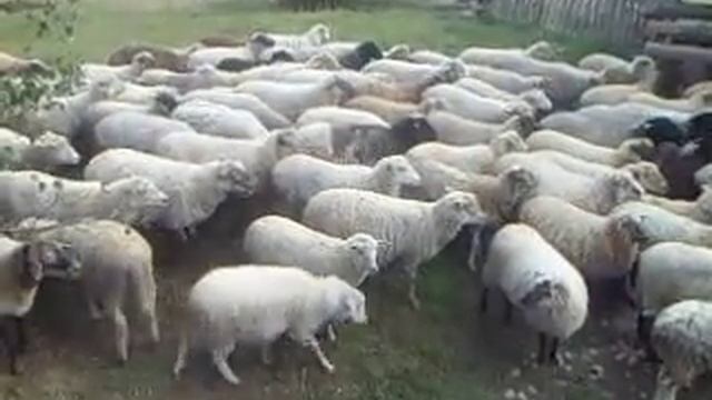 SAM 0674 смотреть онлайн