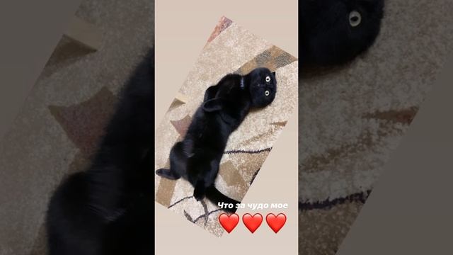 Черный шотландский вислоухий кот / black scottish fold cat смотреть онлайн