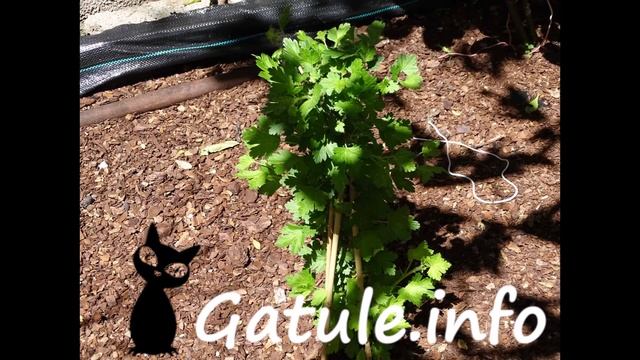 Uva Espina O Ribes Uva-crispa ?