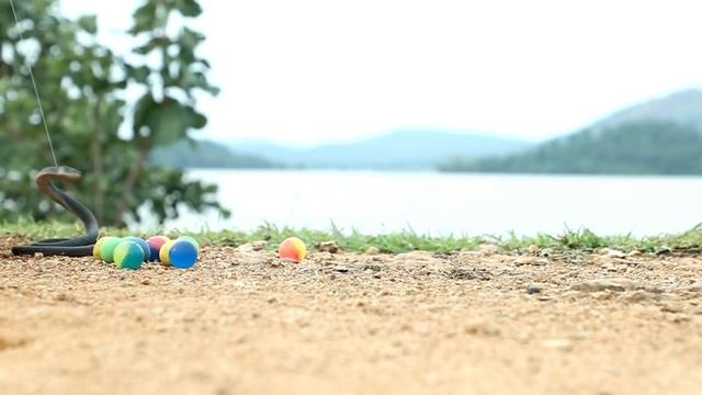 Грузовики катают кобр и возят яйца смотреть онлайн