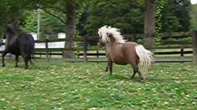 Falabella Miniature Horses 2 смотреть онлайн