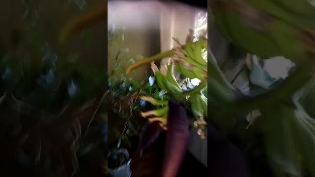 Банан цветение в помещении. смотреть онлайн