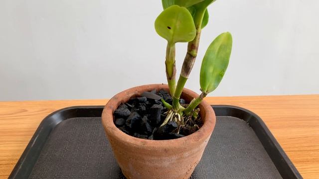 POTTING NEW DENDROBIUM ORCHID | How to Plant Orchid in a Pot | Paano Magtanim ng Orchid sa Paso смотреть онлайн