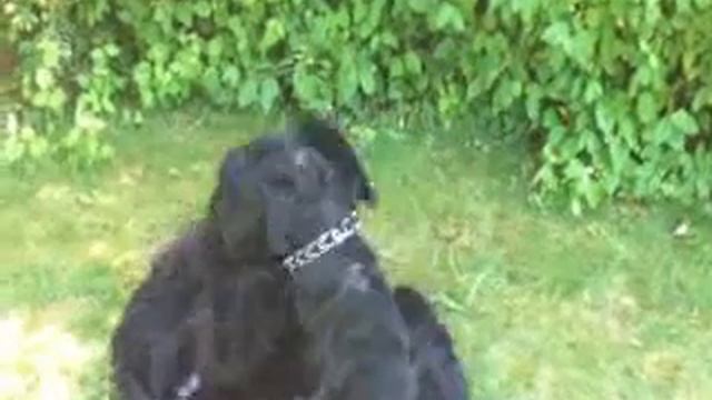 Black Russian Terrier Bam-Bam_und_Malchik смотреть онлайн