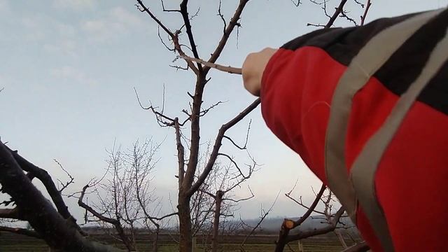 Как снизить высоту дерева. Ответы на вопросы. смотреть онлайн