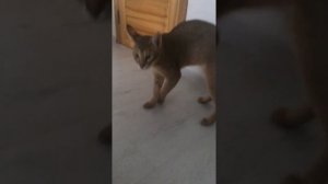 Чаузи ф1 гигантская кошка