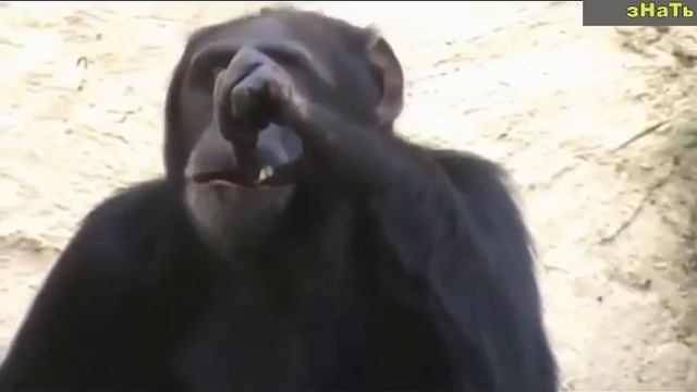 РЖАЧЬ! Как обезьяны ведут себя перед камерой! смотреть онлайн