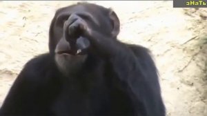 РЖАЧЬ! Как обезьяны ведут себя перед камерой!