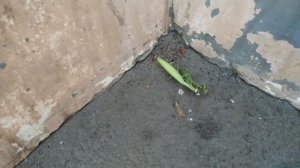 Самка богомола откусила голову