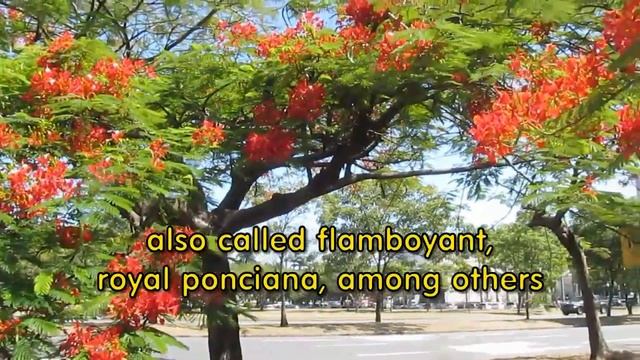 Tropicals: Delonix Regia Flame Tree Rio de Janeiro смотреть онлайн
