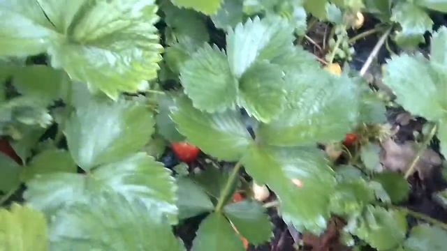 Клубника сорт Квики смотреть онлайн