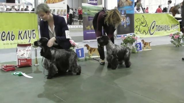 2016 Чемпионат Спаниель Клуба Часть №4 Английский кокер спаниель смотреть онлайн