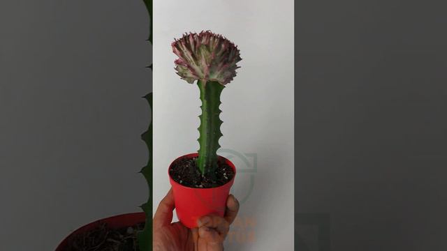 Euphorbia Lactea Cristata, Aşılı Yelpaze Kaktüs, Koleksiyon Nadir Kaktüs, Pembe - Yeşil 8.5 Saksıda