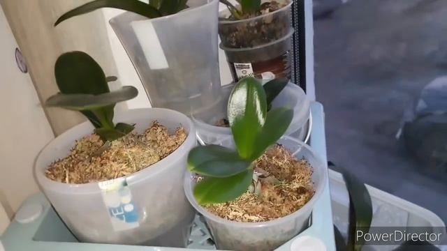 Что происходит с моими Орхидеями❓ ??? смотреть онлайн