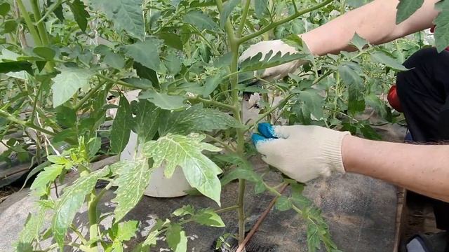 Томаты Пасынкование, обрезка, подвязка смотреть онлайн