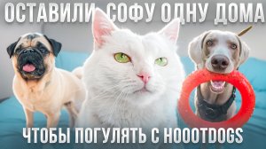 ОСТАВИЛИ СОФУ ОДНУ ДОМА! ГУЛЯЕМ С СОБАКАМИ HOOOTDOGS 😱