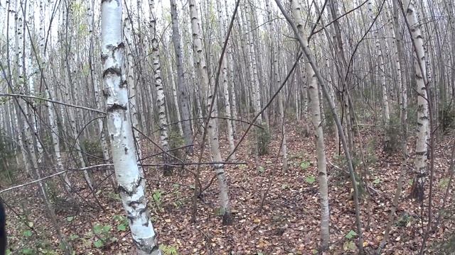 Охота на зайца с Русской гончей осенью. Охота с иж-27. смотреть онлайн