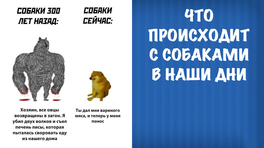 О современных сторожевых собаках, дрессировке и вырождении пород. смотреть онлайн