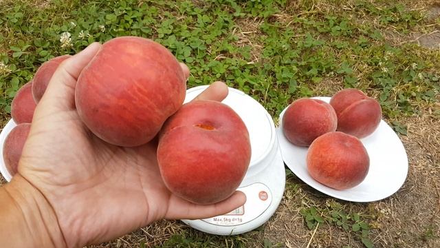 УРОЖАЙ ПЕРСИКА ПОСЛЕ ВЕСЕННИХ МОРОЗОВ -9 / ПЕРСИК ШУГАР ТАЙМ смотреть онлайн