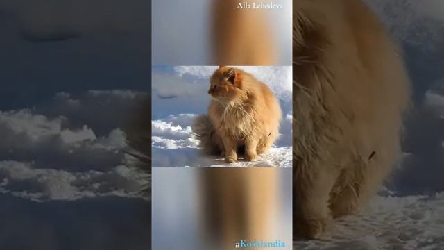 Рыжий Сосед #Сибирские_кошки #Siberian_cats #Koshlandia neighbor Gosha Margo daughter смотреть онлайн