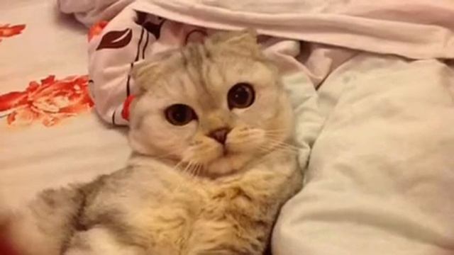 Вислоухая смотреть онлайн