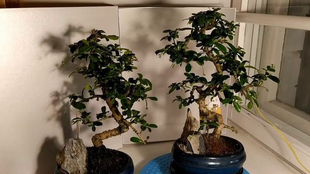 ОБЗОР КАРМОНЫ ЦВЕТУЩЕЙ | ПОДАРОЧНЫЕ БОНСАЙ В ПЕРМИ смотреть онлайн