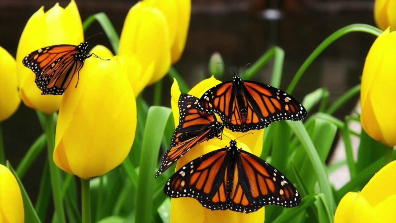 Лечебная Терапевтическая Музыка Для Психологической Разгрузки И Умственном Напряжении Stop Stress смотреть онлайн