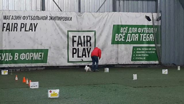 Папийон Земляника. Ралли обидиенс Дебют смотреть онлайн